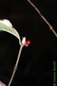 Caprifoliaceae Lonicera maackii - Amur honeysuckle: Fruit, drupe, bright red, often in clusters.