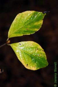 Caprifoliaceae Lonicera maackii - Amur honeysuckle: Leaves, opposite, simple, ovate to obovate wtih an acuminate tip.