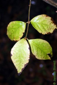 Caprifoliaceae Lonicera maackii - Amur honeysuckle: Leaves, opposite, simple, ovate to obovate wtih an acuminate tip.