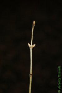 Caprifoliaceae Lonicera maackii - Amur honeysuckle: Twig showing opposite leaf arrangement.