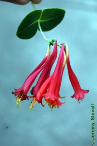 Caprifoliaceae Lonicera sempervirens - coral honeysuckle: Flowers, tubular fused corolla, red and showy, usually clustered.