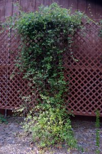 Caprifoliaceae Lonicera sempervirens - coral honeysuckle: Form, a native twining vine usually growing no longer than 15 to 20 feet in length.