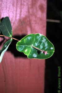 Caprifoliaceae Lonicera sempervirens - coral honeysuckle: Leaves, opposite, simple, with terminal leaves usually fused to encircle the stem.