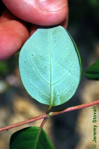 Caprifoliaceae Lonicera sempervirens - coral honeysuckle: Leaves, opposite, simple, with a glaucous white wax coating the back.