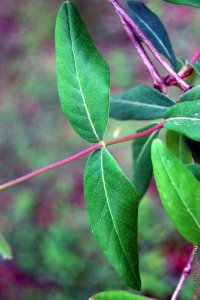 Caprifoliaceae Lonicera sempervirens - coral honeysuckle: Leaves, opposite, simple.