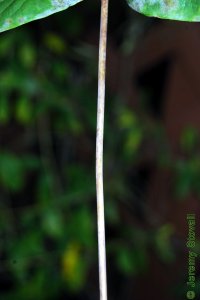 Caprifoliaceae Lonicera sempervirens - coral honeysuckle: Twig showing alternate leaf arrangement and red, hairless stem.