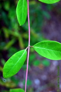 Caprifoliaceae Lonicera sempervirens - coral honeysuckle: Twig showing alternate leaf arrangement and red, hairless stem.