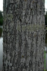 Cornaceae Nyssa aquatica - water tupelo: Bark of a tree 10 inches in diameter at breast height.