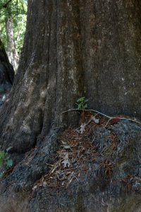Cornaceae Nyssa aquatica - water tupelo: Butt-swell of a tree several feet in diameter growing in a slough with bald cypress.
