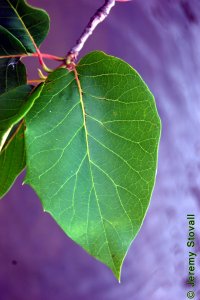 Cornaceae Nyssa aquatica - water tupelo: Leaf, alternate, simple, occassionally toothed.