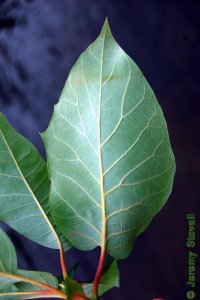 Cornaceae Nyssa aquatica - water tupelo: Leaf, alternate, simple, occassionally toothed.