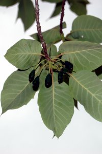 Cornaceae Nyssa aquatica - water tupelo: Leaf, alternate, simple, occassionally toothed with fruits, drupes.