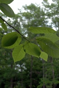 Cornaceae Nyssa aquatica - water tupelo: Leaf, alternate, simple, occassionally toothed.