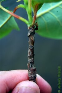 Cornaceae Nyssa aquatica - water tupelo: Twig showing alternate leaf arrangement and leaf scars that are either 3-lobed or heart-shaped with 3 vascular bundle scars in each.