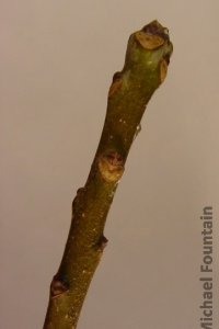 Cornaceae Nyssa aquatica - water tupelo: Twig showing alternate leaf arrangement and leaf scars that are either 3-lobed or heart-shaped with 3 vascular bundle scars in each.
