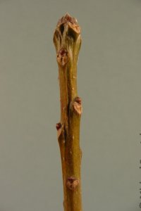 Cornaceae Nyssa aquatica - water tupelo: Twig showing alternate leaf arrangement and leaf scars that are either 3-lobed or heart-shaped with 3 vascular bundle scars in each.