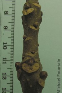 Cornaceae Nyssa aquatica - water tupelo: Twig showing alternate leaf arrangement and leaf scars that are either 3-lobed or heart-shaped with 3 vascular bundle scars in each.