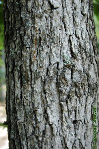 Cornaceae Nyssa biflora - swamp tupelo: Bark of a tree 10 inches in diameter at breast height.