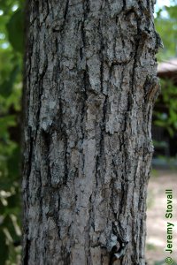 Cornaceae Nyssa biflora - swamp tupelo: Bark of a tree 6 inches in diameter at breast height.
