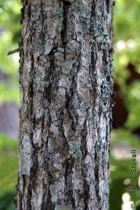 Cornaceae Nyssa biflora - swamp tupelo: Bark of a tree 4 inches in diameter at breast height.