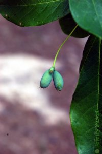 Cornaceae Nyssa biflora - swamp tupelo: Fruit, drupes, usually in pairs (hence biflora).