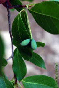 Cornaceae Nyssa biflora - swamp tupelo: Fruit, drupes, usually in pairs (hence biflora).