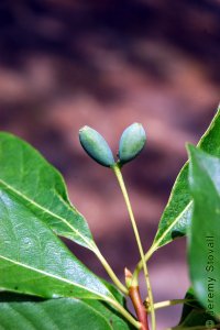 Cornaceae Nyssa biflora - swamp tupelo: Fruit, drupes, usually in pairs (hence biflora).