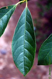 Cornaceae Nyssa biflora - swamp tupelo: Leaves, alternate, simple, generally smaller than either N. aquatica or N. sylvatica.