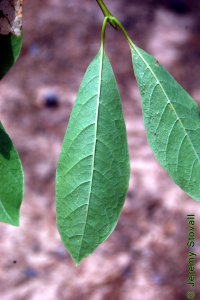 Cornaceae Nyssa biflora - swamp tupelo: Leaves, alternate, simple, generally smaller than either N. aquatica or N. sylvatica.