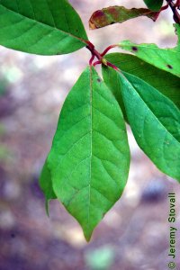Cornaceae Nyssa biflora - swamp tupelo: Leaves, alternate, simple, generally smaller than either N. aquatica or N. sylvatica.