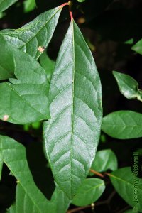 Cornaceae Nyssa biflora - swamp tupelo: Leaves, alternate, simple, generally smaller than either N. aquatica or N. sylvatica.