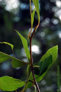 Cornaceae Nyssa biflora - swamp tupelo: Twig showing alternate leaf arrangement.