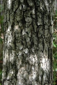 Cornaceae Nyssa sylvatica - blackgum: Bark on a tree 8 inches in diameter at breast height.