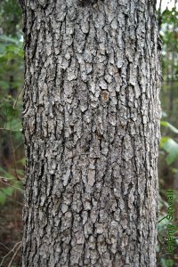 Cornaceae Nyssa sylvatica - blackgum: Bark on a tree 10 inches in diameter at breast height.