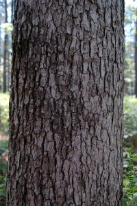 Cornaceae Nyssa sylvatica - blackgum: Bark on a tree 12 inches in diameter at breast height.