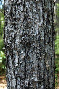 Cornaceae Nyssa sylvatica - blackgum: Bark on a tree 8 inches in diameter at breast height.