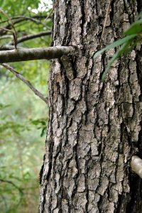 Cornaceae Nyssa sylvatica - blackgum: Form showing typical 90 degree branch angles.