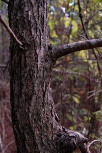 Cornaceae Nyssa sylvatica - blackgum: Form showing typical 90 degree branch angles.