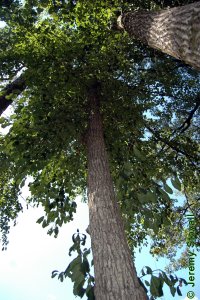 Cornaceae Nyssa sylvatica - blackgum: Form of a medium-sized tree growing in an urban landscape.