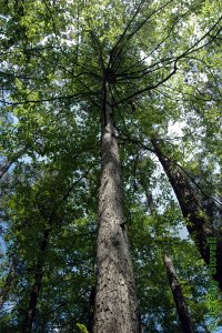 Cornaceae Nyssa sylvatica - blackgum: Form of a large tree in the woods showing the distinct 90 degree branch angles.