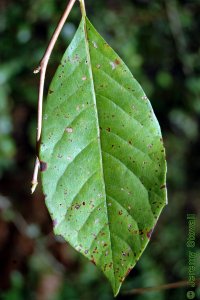 Cornaceae Nyssa sylvatica - blackgum: Leaf, alternate, simple, occassionally toothed.
