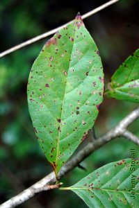 Cornaceae Nyssa sylvatica - blackgum: Leaf, alternate, simple, occassionally toothed.