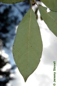 Cornaceae Nyssa sylvatica - blackgum: Leaf, alternate, simple, occassionally toothed.