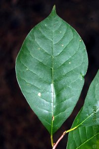 Cornaceae Nyssa sylvatica - blackgum: Leaf, alternate, simple, occassionally toothed.