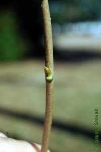 Cornaceae Nyssa sylvatica - blackgum: Twig showing alternate leaf arrangement and semicircular leaf scar with three distinct vascular bundle scars.
