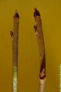 Cornaceae Nyssa sylvatica - blackgum: Twig showing alternate leaf arrangement and semicircular leaf scar with three distinct vascular bundle scars.  Pith is sometimes diaphragmed at the nodes.