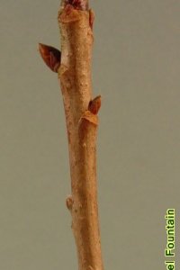 Cornaceae Nyssa sylvatica - blackgum: Twig showing alternate leaf arrangement and semicircular leaf scar with three distinct vascular bundle scars.