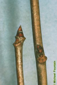 Cornaceae Nyssa sylvatica - blackgum: Twig showing alternate leaf arrangement and semicircular leaf scar with three distinct vascular bundle scars.