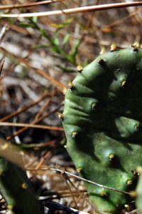 Cactaceae Opuntia spp. - pricklypear: Pads with short (less than 1/10 inch) spines.