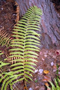 Osmundaceae Osmunda cinnamomea - cinnamon fern: Frond.